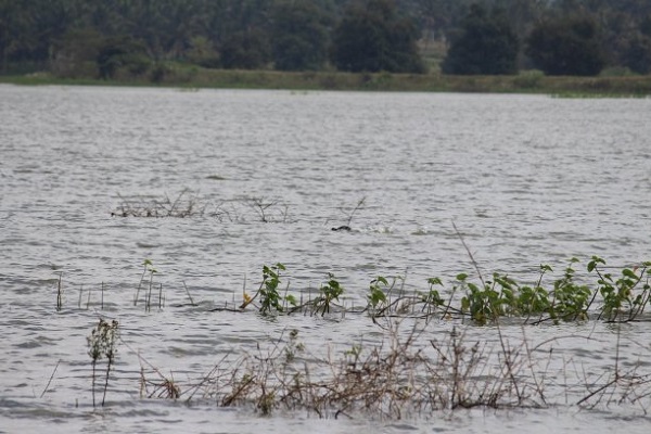 地表水水質(zhì)檢測(cè) 地表水水質(zhì)檢測(cè)